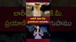 Cobra Travels 300 Km In Truck | NTV Telugu
