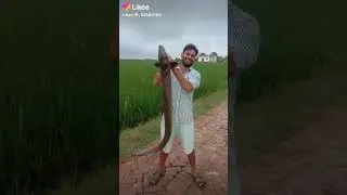 Mged