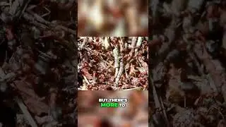 This Tiny Ant Sting Feels Like Getting Shot By A Gun!