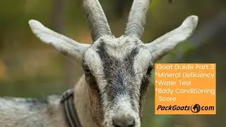 youtube Nutritional Guide Part 3 Mineral Deficiencies, Water Testing, and Body Conditioning Score