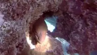 Scuba Diving Fiji's Rainbow Reef - Soft Coral Capital of the World!