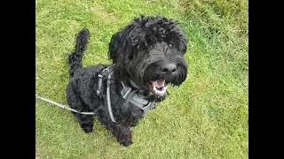 Ashur the Portuguese Waterdog - 3 Weeks Residential Dog Training