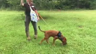 Bloodhound puppy training