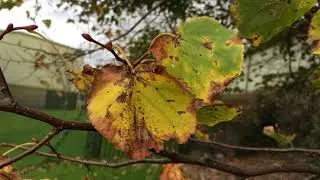 Small-leaved lime - leaves - November 2017