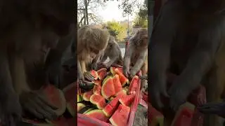 Monkeys are happy with a box of watermelon