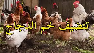 الطريقة الصحيحة لتنظيف خم الدجاج