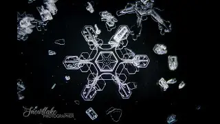 The Snowflake Photographer - Favorite macros from December 2021 & January 2022