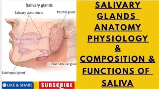Salivary Glands Anatomy || Composition & Functions of Saliva || Parotid, Submandibular, & Sublingual