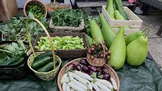 Harvesting Unbelievable Largest Deshi Organic Garden Vegetables of 2023  in UK | Garden to Kitchen