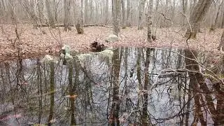 Status of spotted salamander breeding in North Woods