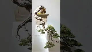 D&aacute;ng huyền - Th&aacute;c đổ - Kengai - Cascade#bonsai #cascade #kengai #bonsaiart #bonsailife