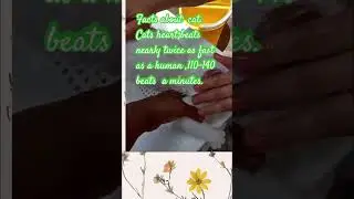 #shortvideo#buhayofw#cats#catfacts#catcommunity#