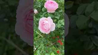 【港の見える丘公園】2025.05.11 セプタード アイル Scepter&rsquo;dIsle #2025春ばら #ガーデンネックレス #rose #flowers #davidaustinroses