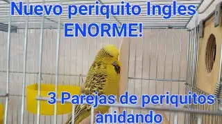 Ya hay muchos huevos en el aviario! + Nuevo periquito Ingles
