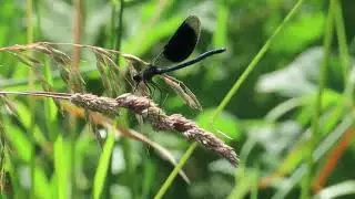 Стрекоза. Красотка блестящая(лат. Calopteryx splendens)