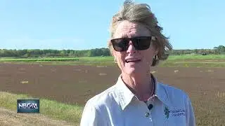 Cranberry Harvest Takes Place in Central Wisconsin