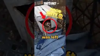 Poor Kitty Left Alone By His Owner #shorts #shortvideo #kitten #kittens