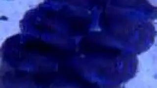 UF Research: Aquarium Clam Disease