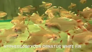 Hyphessobrycon ornatus WHITE FIN