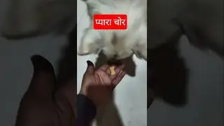 Dog Eats Biscuit from Human Hand #Cute #dog#viral #youtube