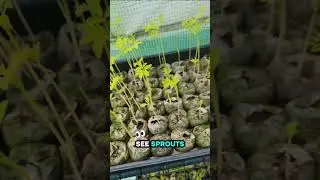 Sprouting Moringa Seeds #moringa #moringaseeds #moringatree #seeds