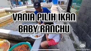 How to pick BABY RANCHU for SHOW !!