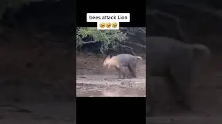 madhumakkhi vs lion# bees attack lion