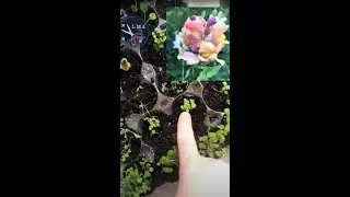 spring seedlings for spring 2022 container flower garden- nasturtium, chamomile, snapdragon & coleus
