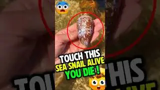 Don't Touch This Sea Snail #facts