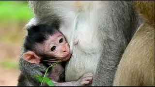 Congrant ! Adorable new born Jinx looks healthy, Jade give full milk new baby,