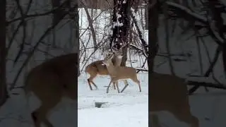 Whitetail Buck Trying To Let A Few Others Know He Is Here! #nature #wildlife #bucks