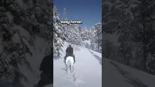 How To Tame Wild Horse Correctly