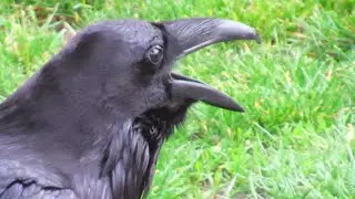 Raven Screaming Warning Calls - Amazing Raven Sounds