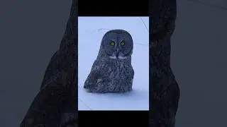 Сова &mdash; как бесшумный убийца. #дикаяприрода #животные #шорты