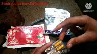 mox 500 mg capsule bimar chicks ko kaise de sakte hain 💊
