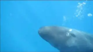 Divine Human/Pseudo Orca Interaction!! You must see this!! - Drake Bay, Costa Rica