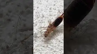 A dead European earwig Forficula auricularia in spider web