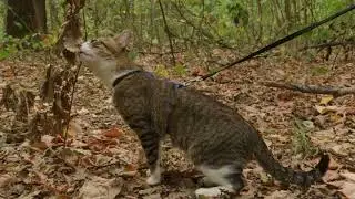 Cat Hikes through the Leaves in a Forest - Funny Cat Discovered a Fascinating Smell