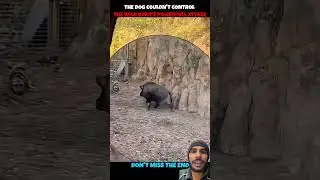 Pig or bull? #wildlife #animals #shorts #shortvideo #youtube #dog #bull #short #reaction