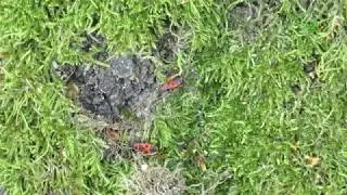 Insecte - Ambiance - Nature - Relaxation - ASMR