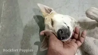 street dog suddenly play with me / Rockfort puppies