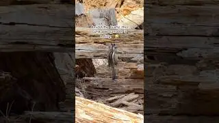 Chipmunk: 