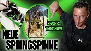 Meine zweite Springspinne &ndash; und ein KRASSES Terrarium!