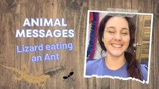 ✨ Everyday Spirit-Guided Messages: The Lizard, Ant, & Rat Symbolism Explained by My Scary Situation