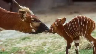 Meet the Bongo: Africa's Rare and Endangered Antelope Species | African antelope | Wildlife