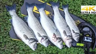 Spearfishing Shallow Winter - SEABASS JACKPOT