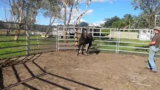 Video of Black QH Colt 