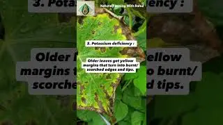 Plant Nutrients Deficiency.  #farming #nutrients  #agrifuture #agriculture #facts #shorts