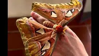 Kemenuh Butterfly Park,Bali 🦋 #bali #kemenuhpark