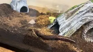 Milli the Chocolate Millipede